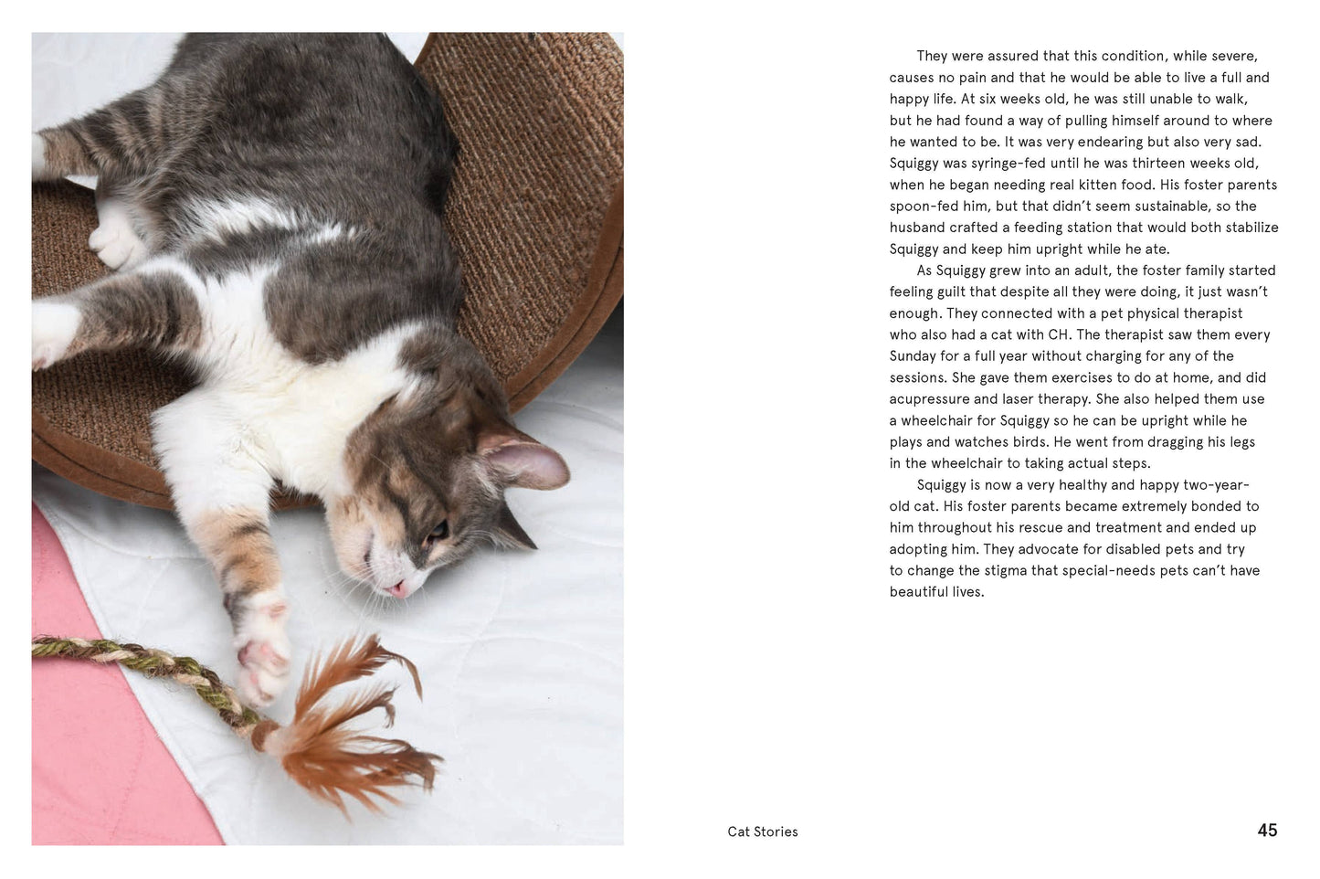 Rescue Cats
