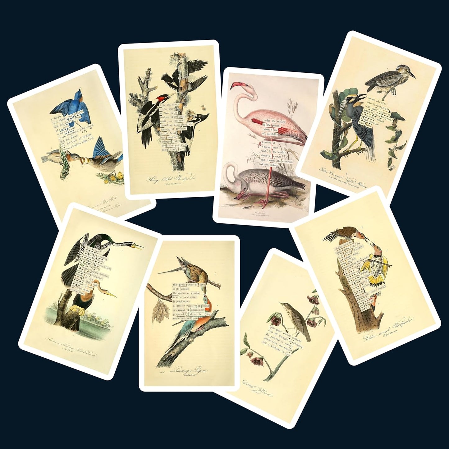 An Almanac of Birds: 100 Divinations for Uncertain Days