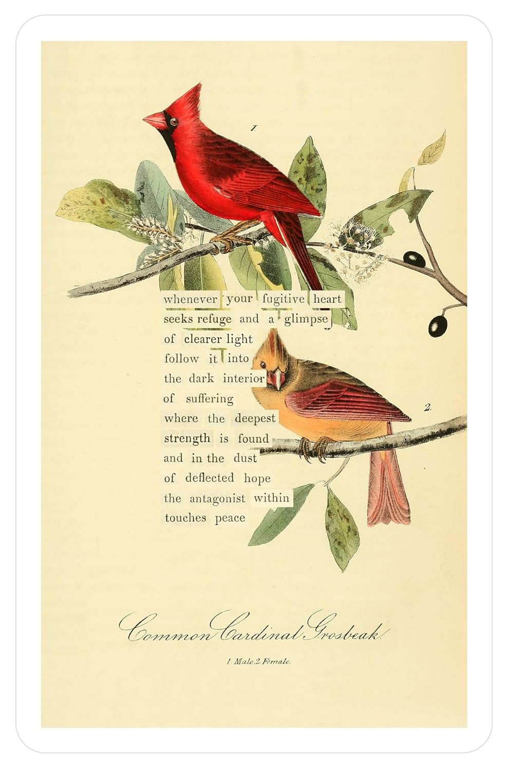 An Almanac of Birds: 100 Divinations for Uncertain Days
