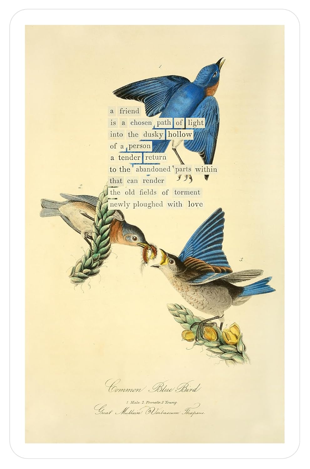 An Almanac of Birds: 100 Divinations for Uncertain Days