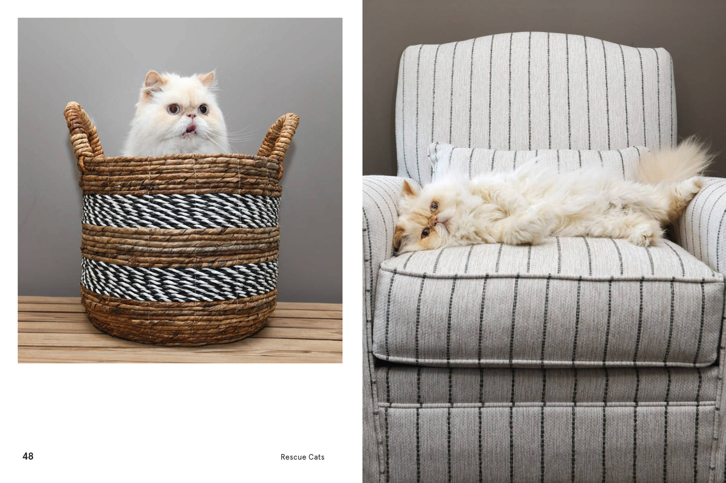 Rescue Cats